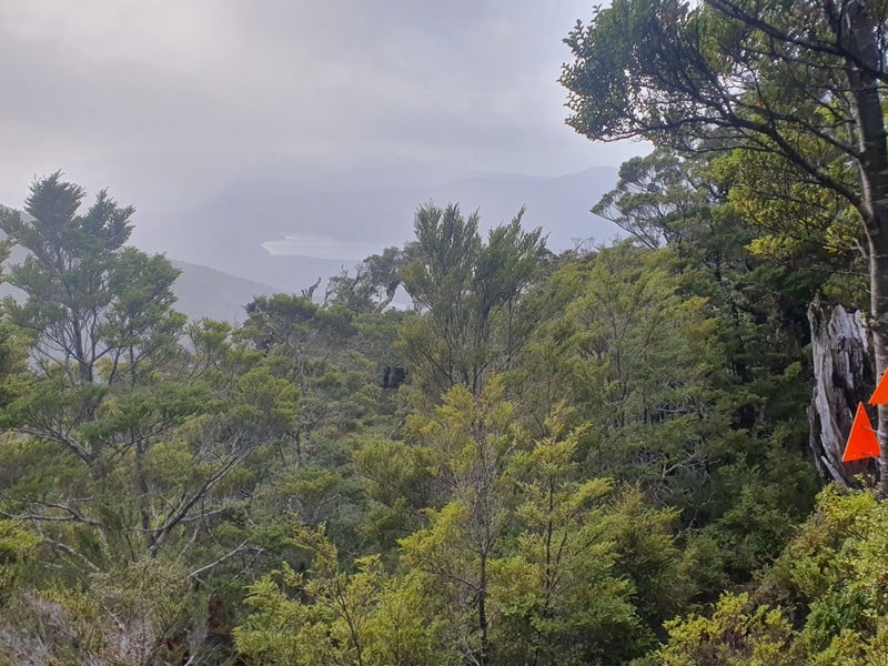 looking above the treeline on the rodger inlet bushline route