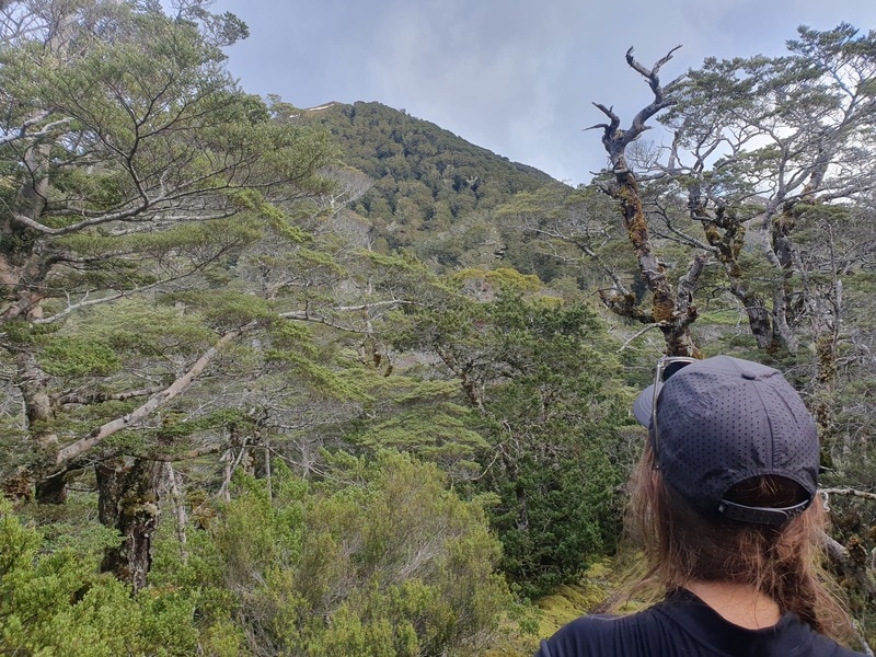 peering towards the future on the rodger inlet bushline track