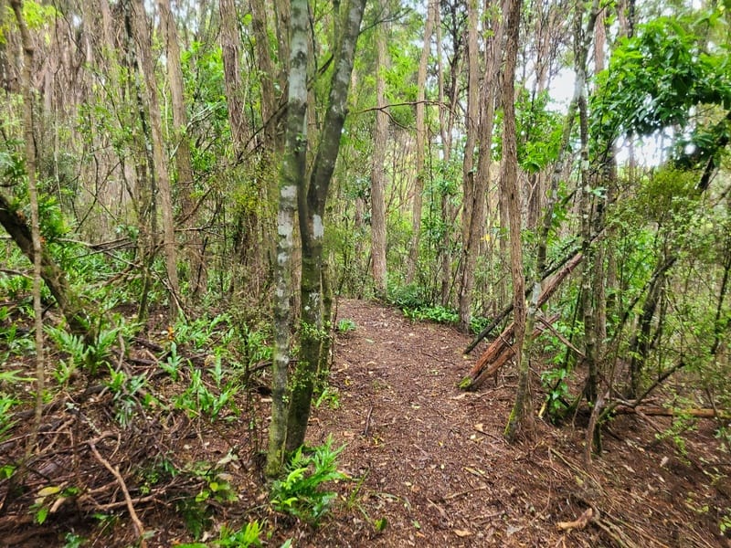 forestry hikes near dunedin