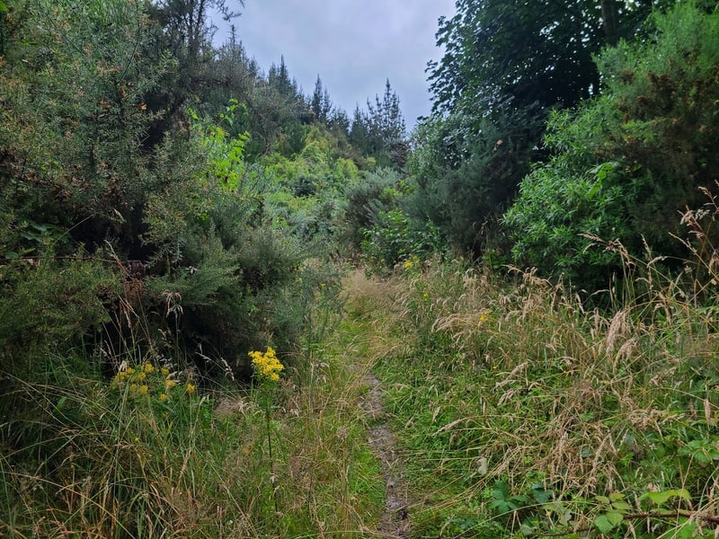 hiking up chalkies track overgrown part