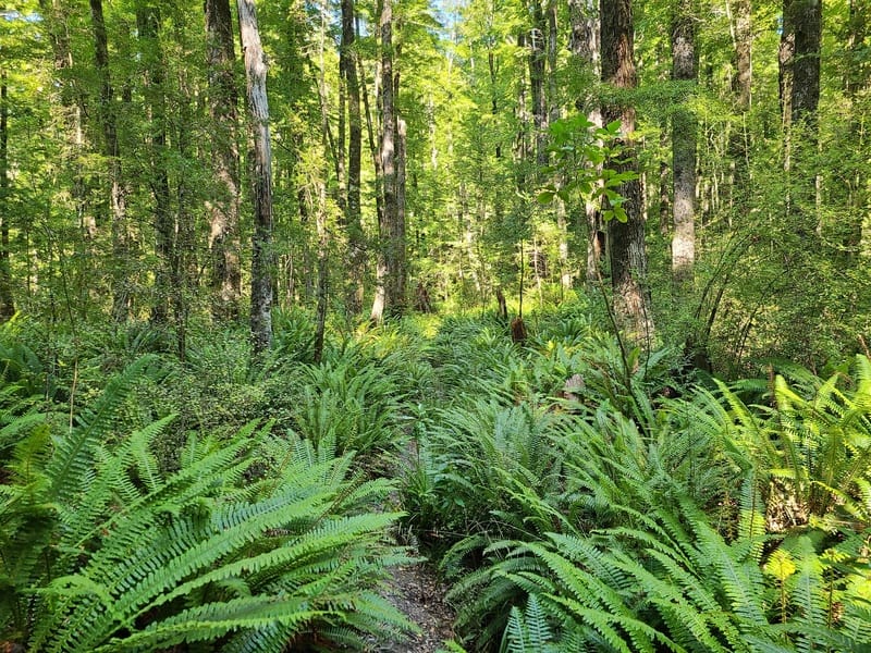 ferns on the trail
