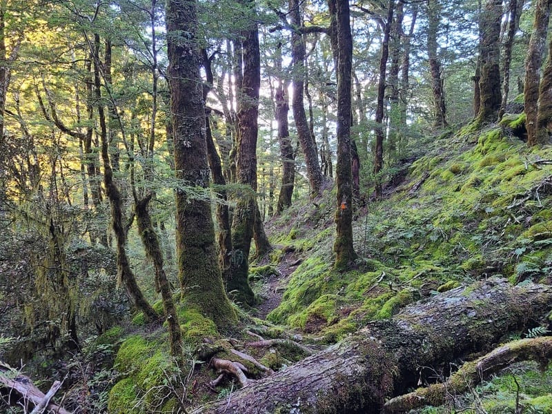 small water in makarora valley