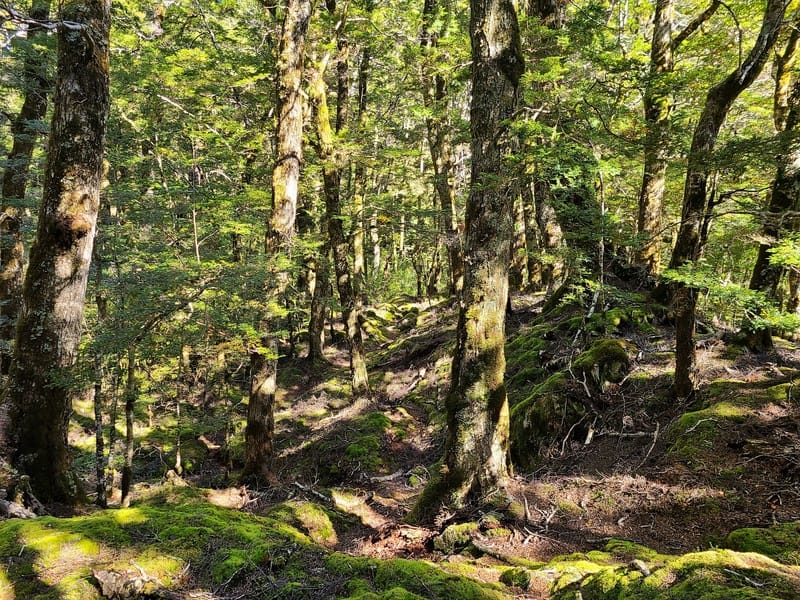 makarora valley track