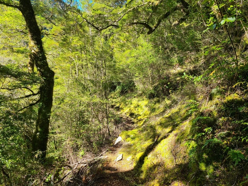 makarora Hut track