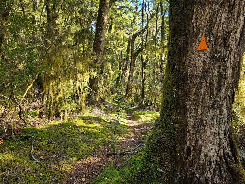 makarora valley track goodness