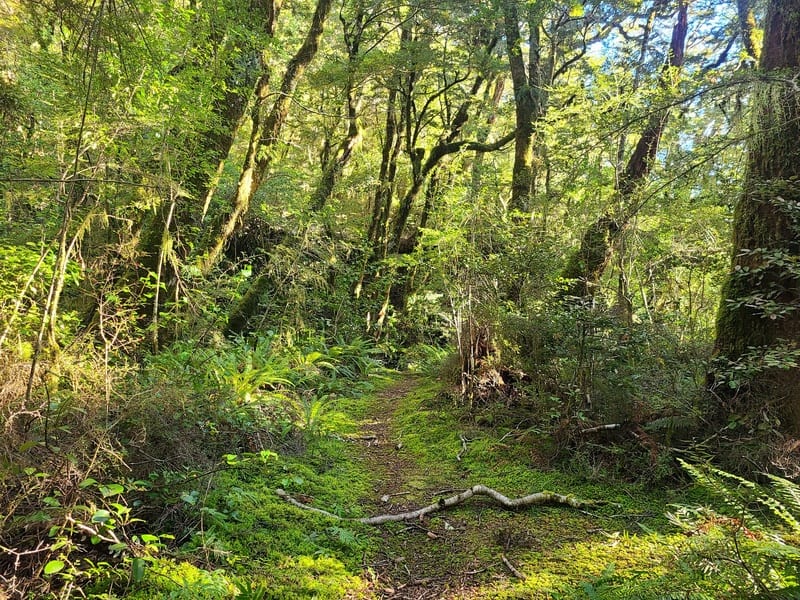 mossy tracks in the makarora valley