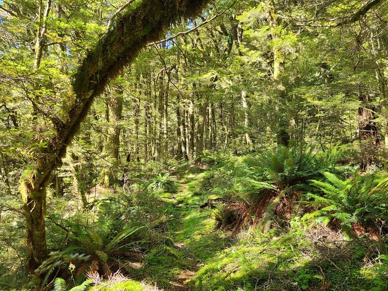 the makarora Hut track