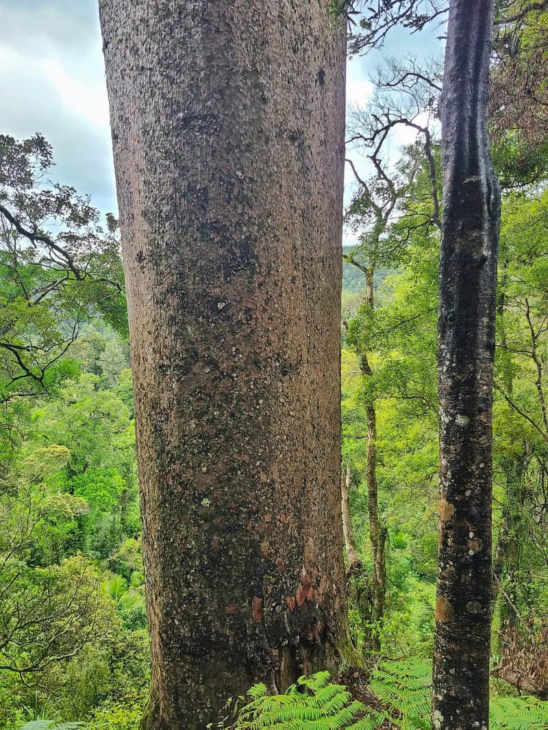 11 metre girth on the Cookson Kauri tree