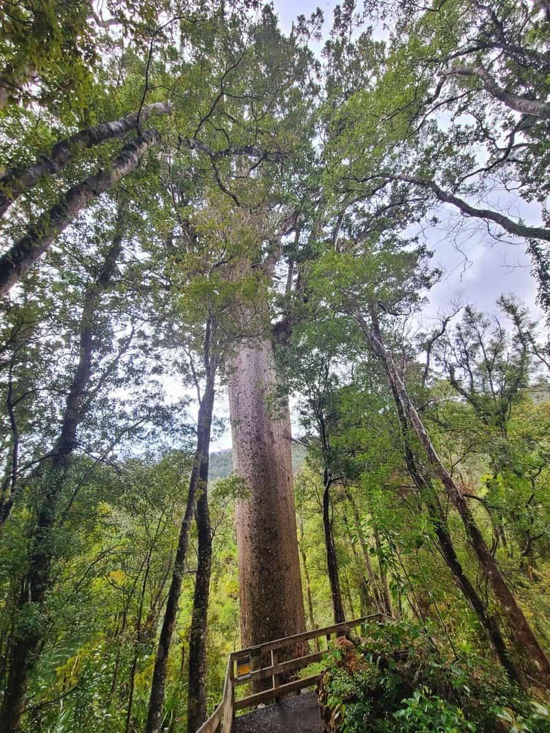 cookson Kauri