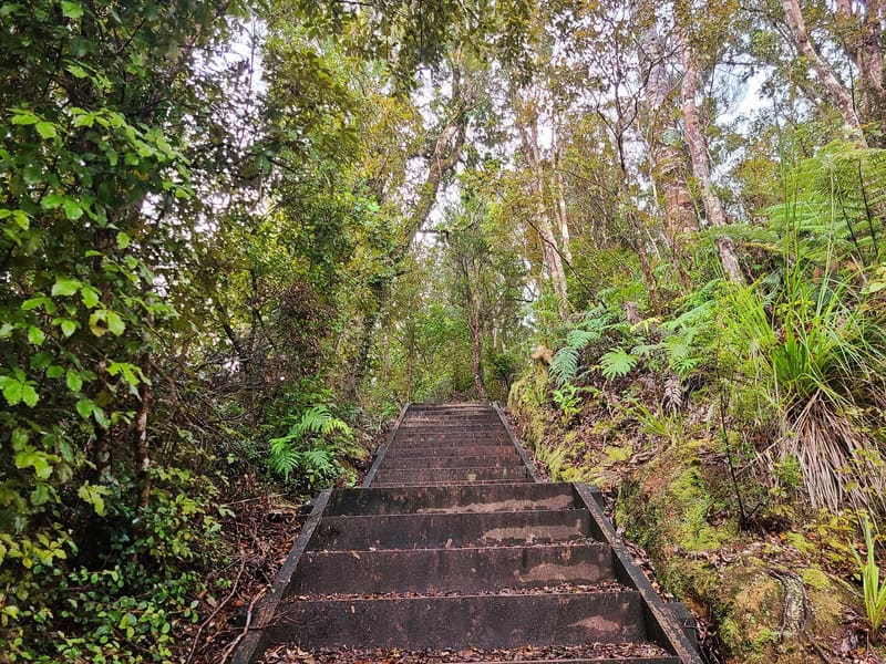 cookson Kauri walk stairs