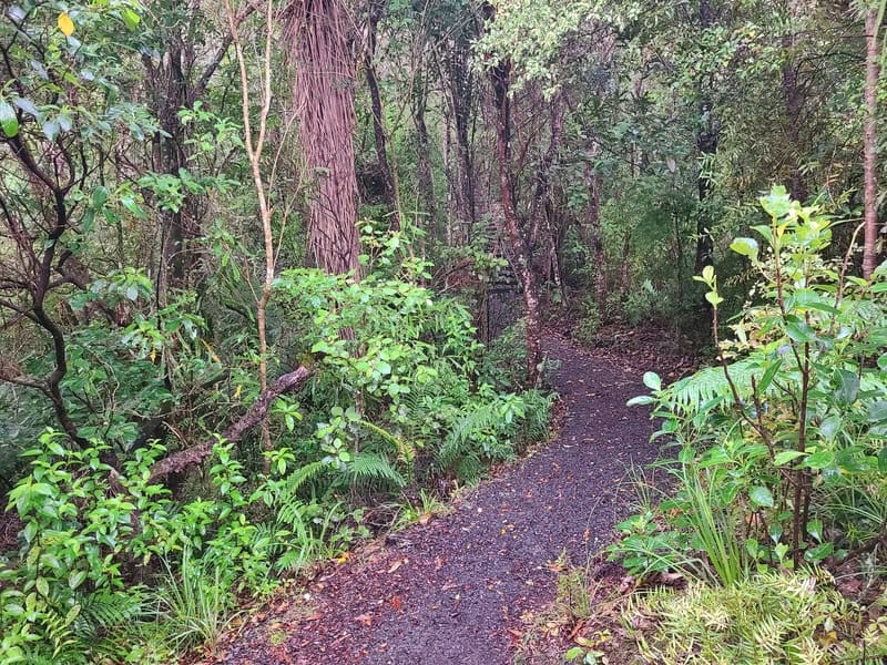 cookson kauri walking trail