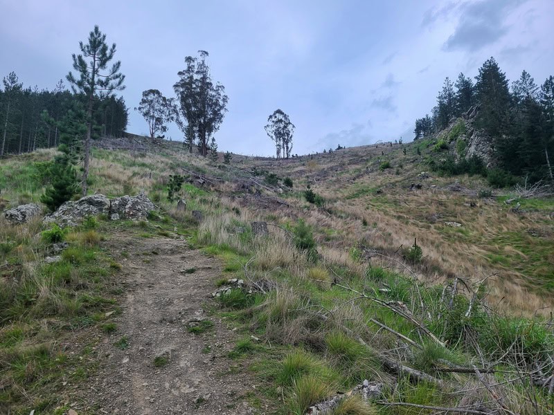 hill on the benmore peninsula trail