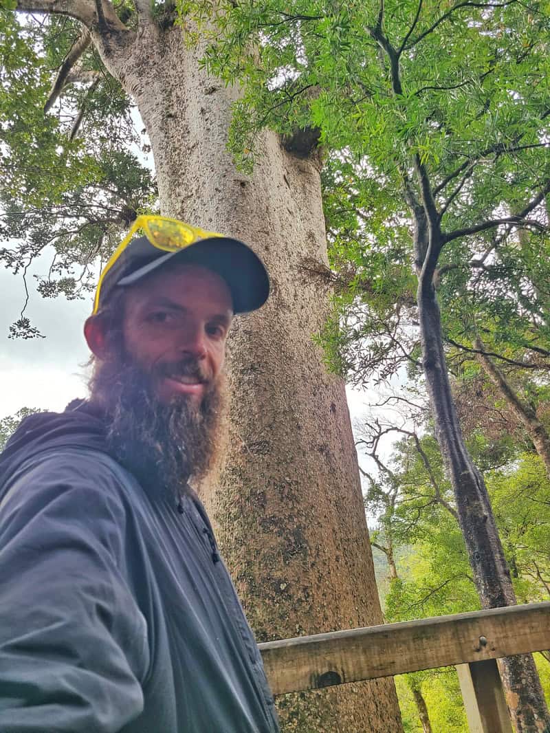 photo with 900-year-old kauri