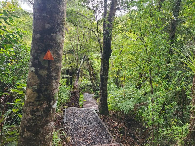 the Cookson Kauri walk in the coromandel