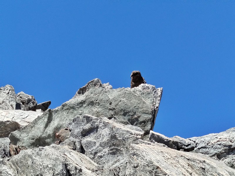 nosey kea on a rock