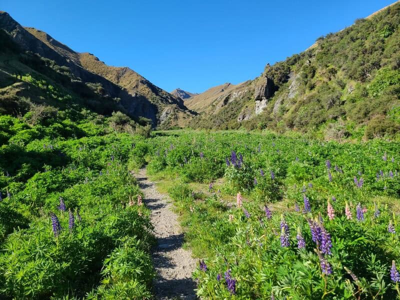 lupins on the hike to Bullendale Hut in skippers canyon with blue skies