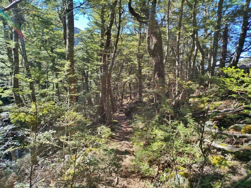 freehold creek track