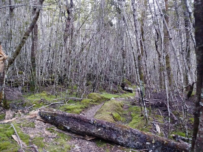 south Temple Track beech forest