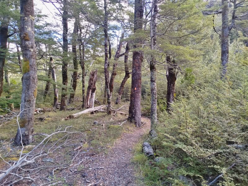 south Temple forest