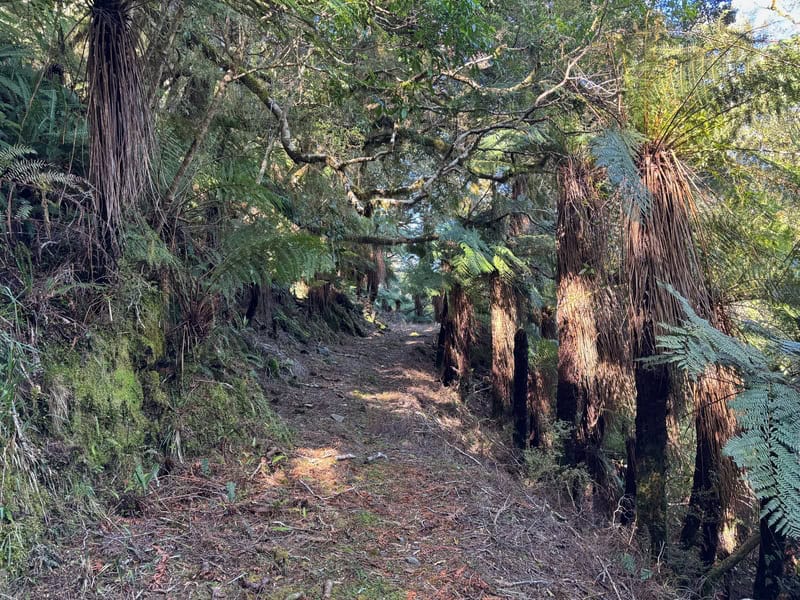 benched track on the west coast that was an old cattle track