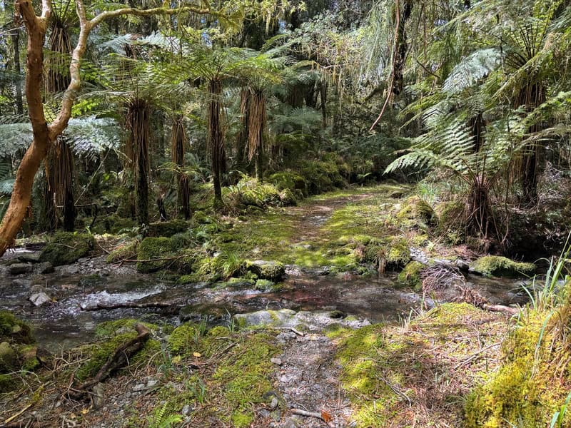 historic paringa to haast cattle track stream