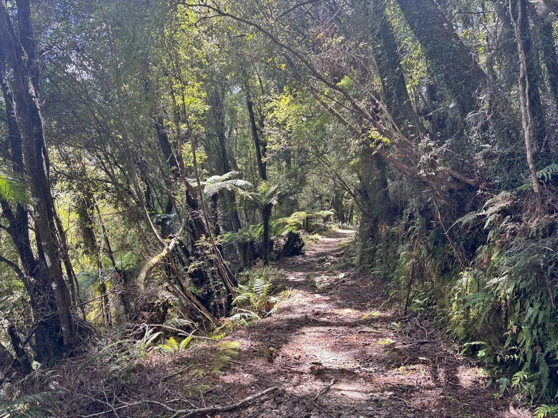 historic paringa to haast cattle track