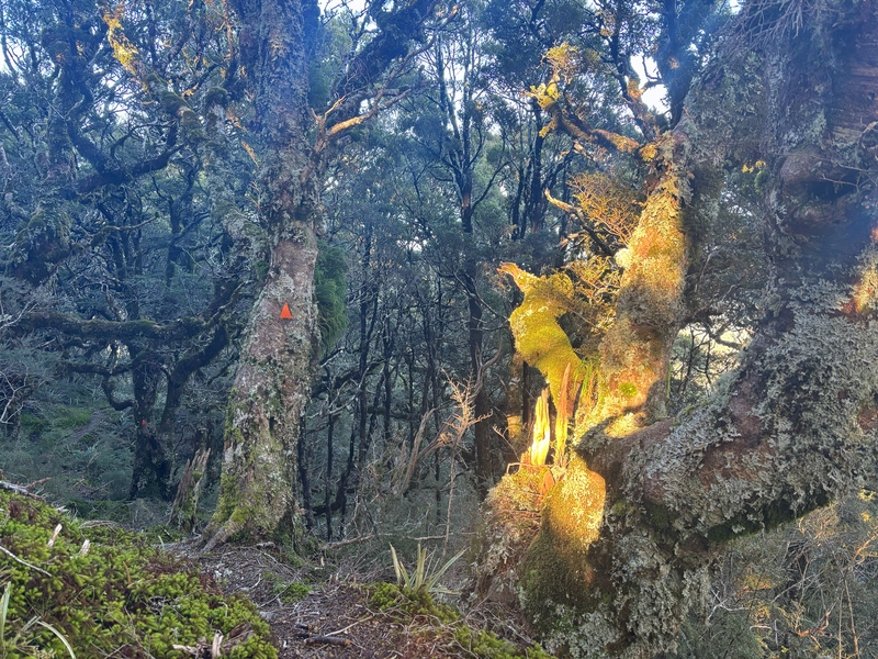maori saddle route down