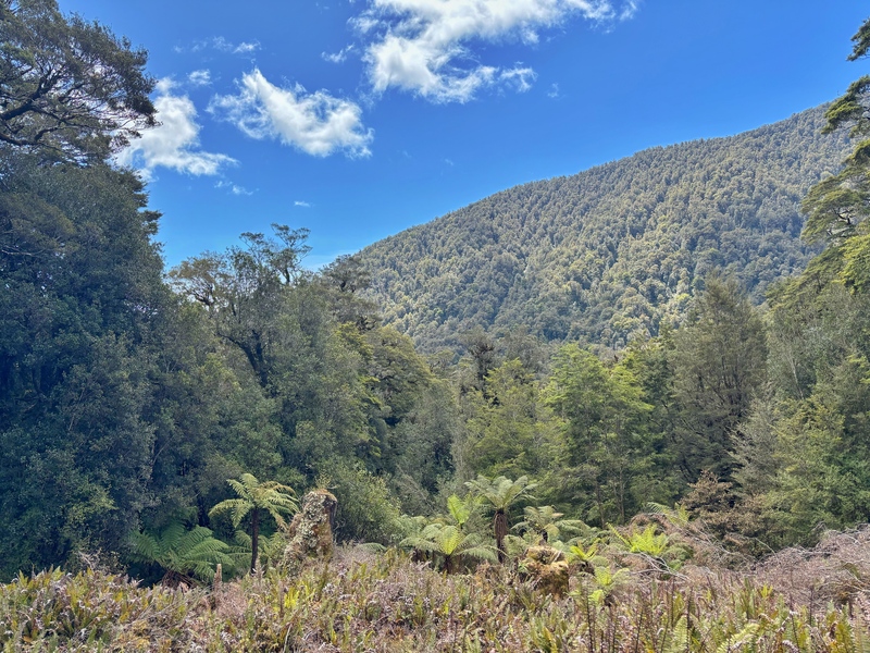 view of west coast bush
