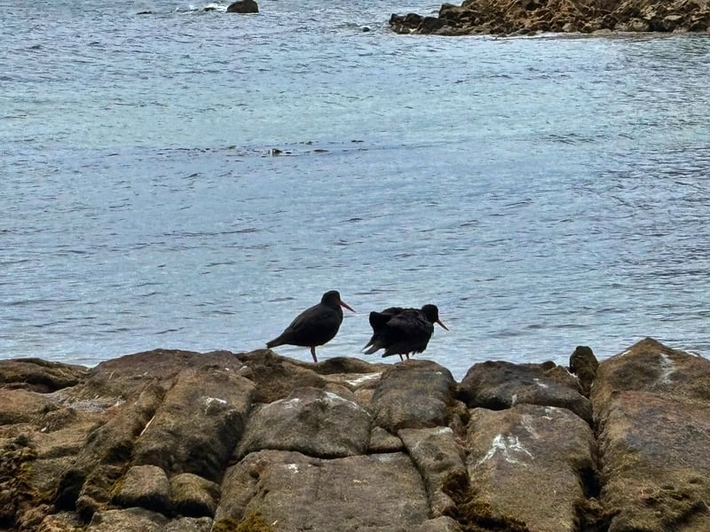 two black oystercatchers on rock by the water