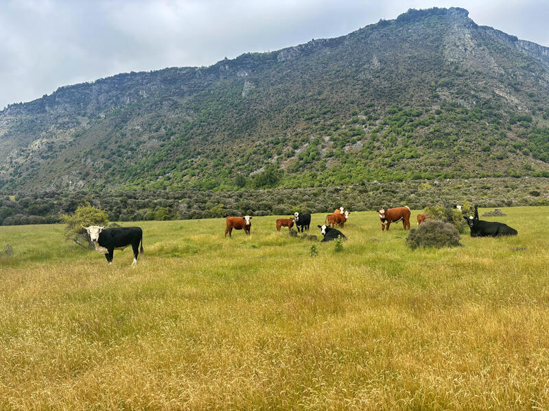 cows seen on the lake rere track