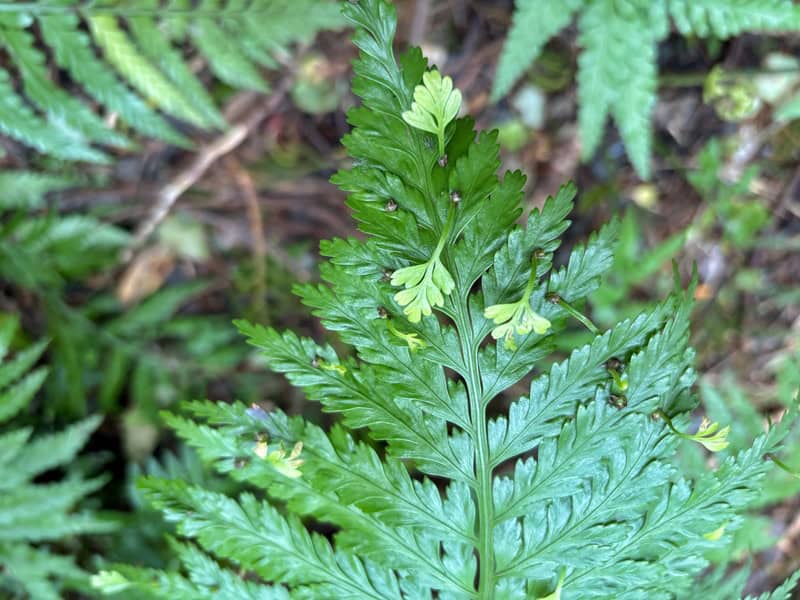hen and chicken fern