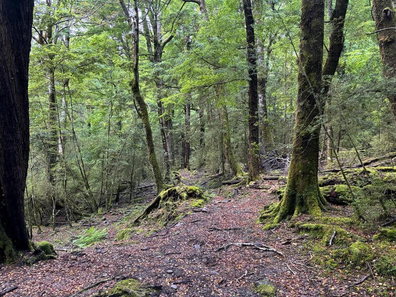 lake rere forest tracks