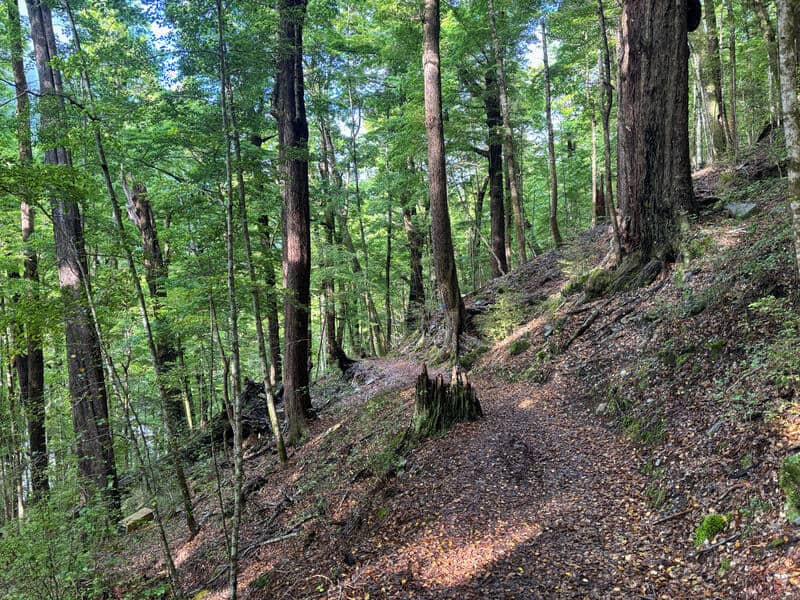 lake rere track through forest