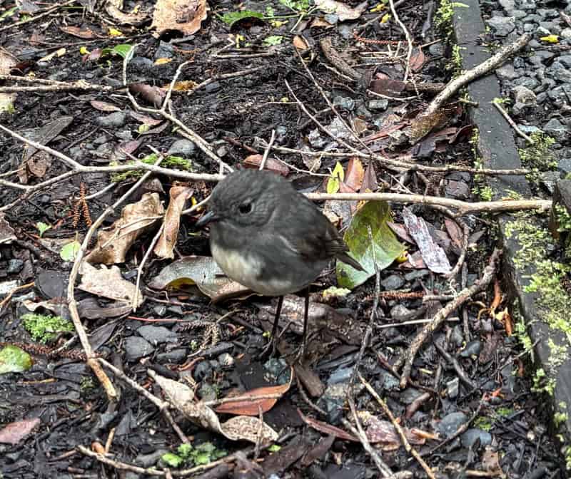 robin ulva island