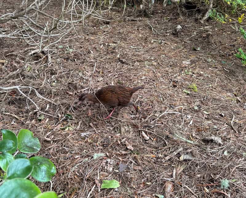 weka on ulva island
