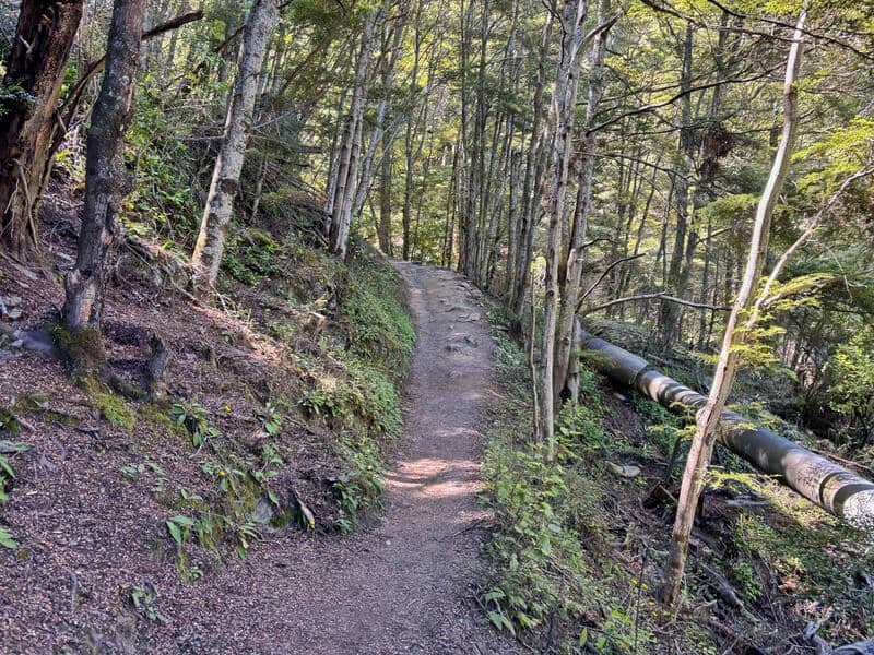 up the lower wye creek track