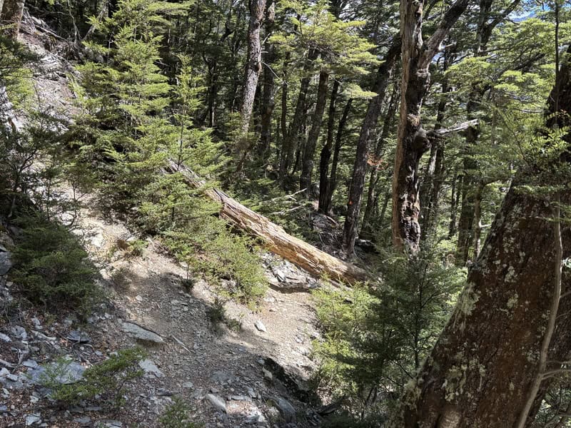 beech forest on canyon creek track