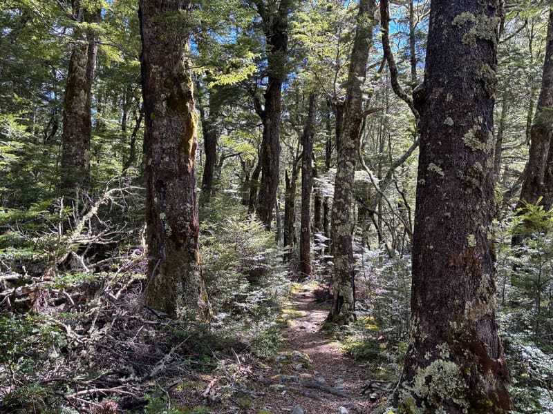 beech forest