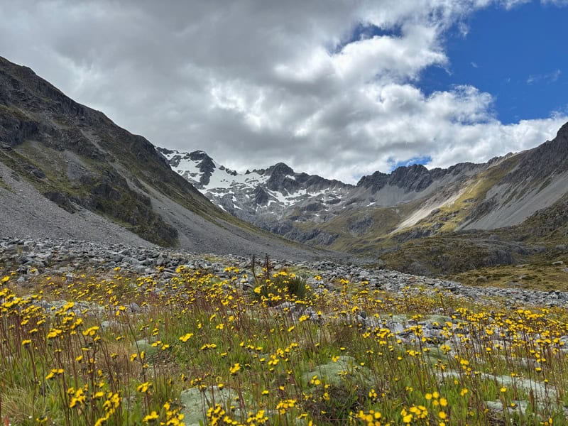 flowers and and mountains