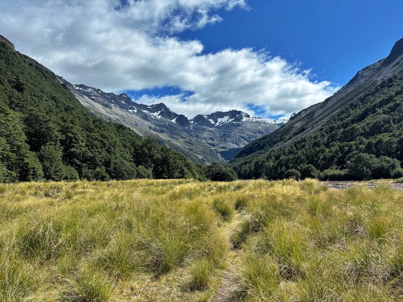 tussock goodness south island