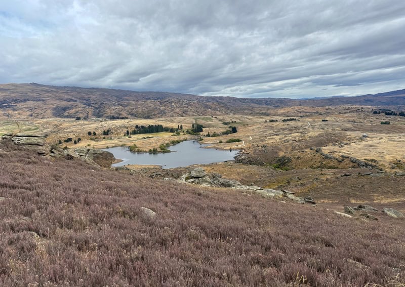 thyme and butchers dam