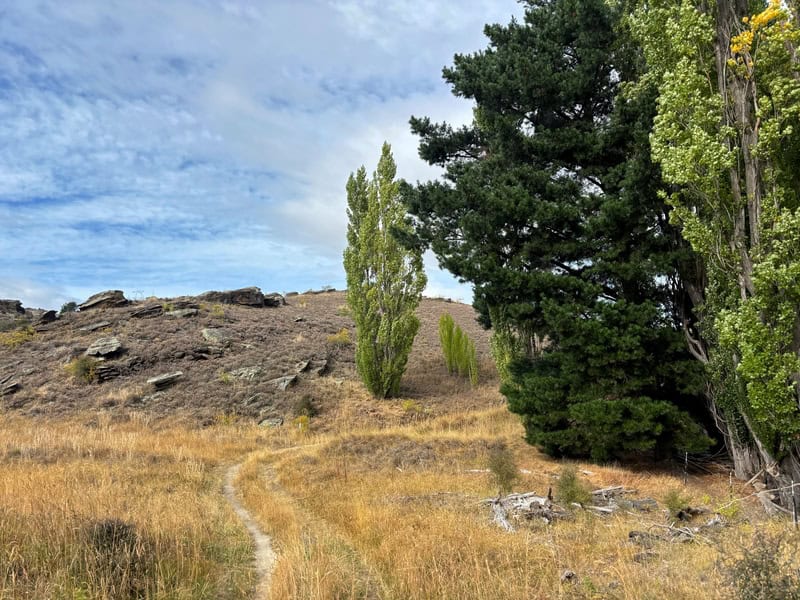 treelined trail in aleandra