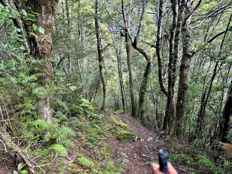 cameron creek track route