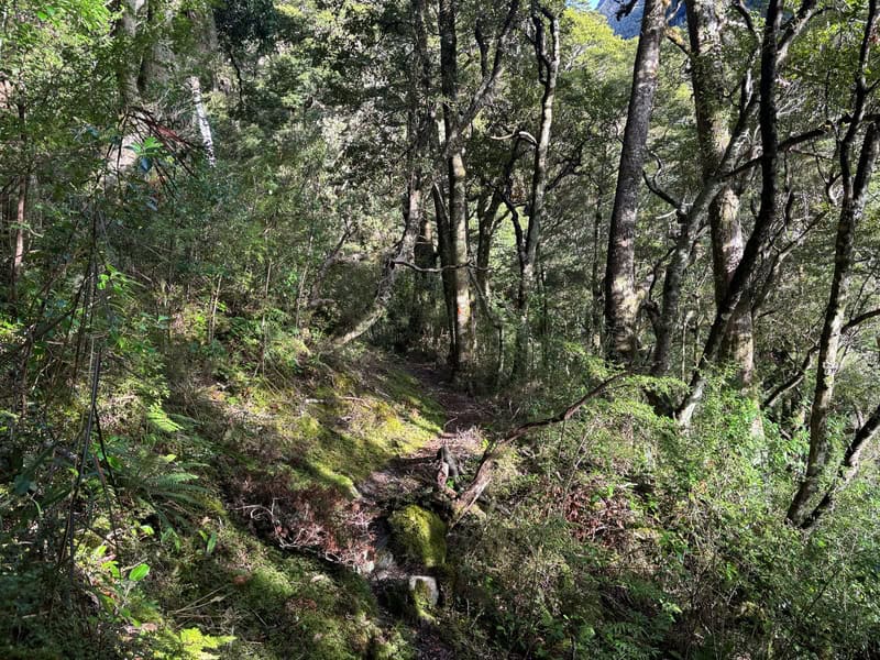 cameron valley track moiunt aspiring national park