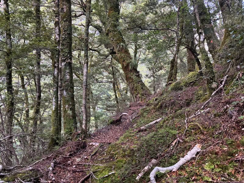 forest on the way to cameron hut