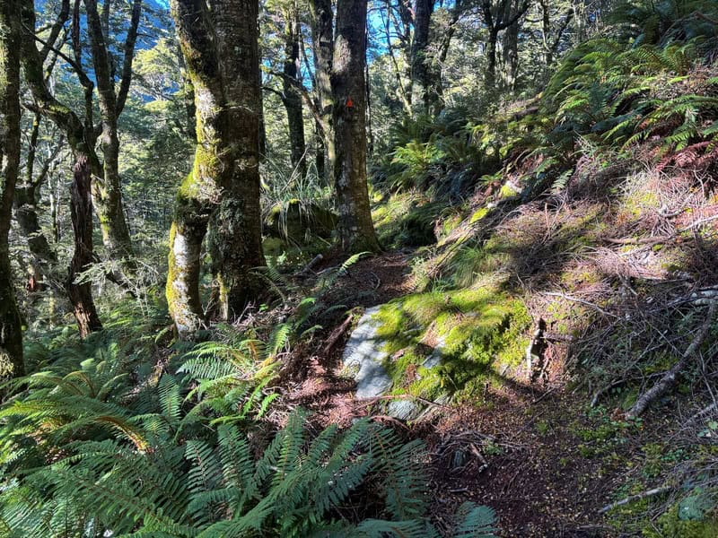 goblin forest in the cameron valley track