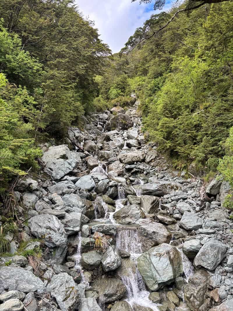 looking up emily creek