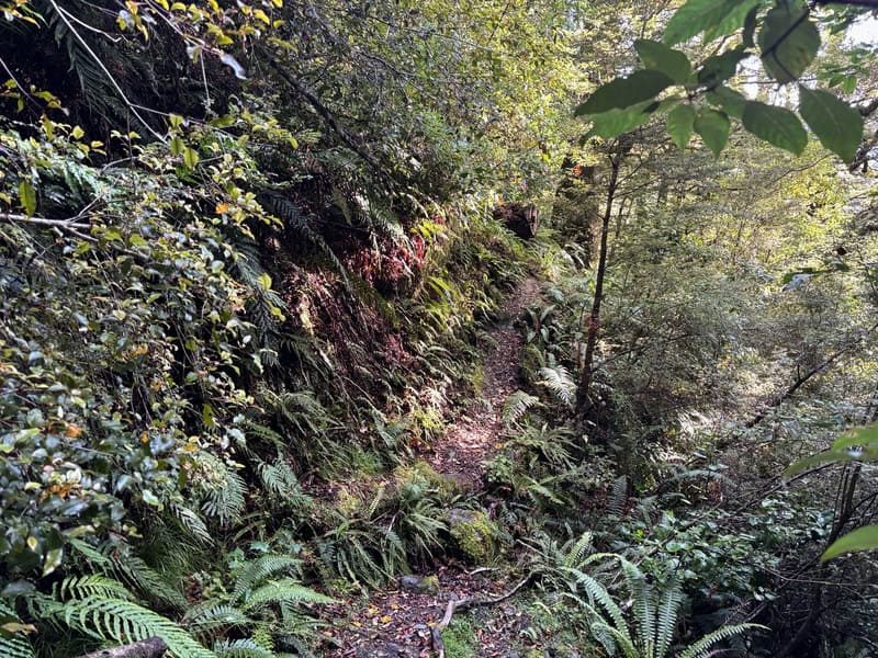 track into cameron hut