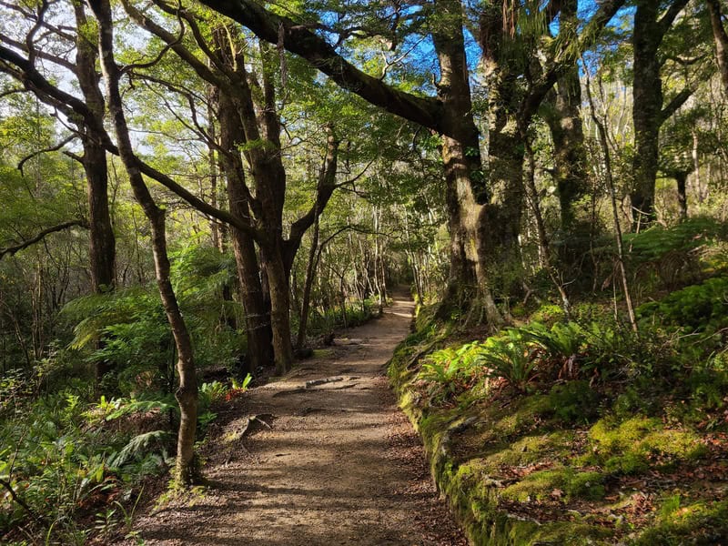 forest trail