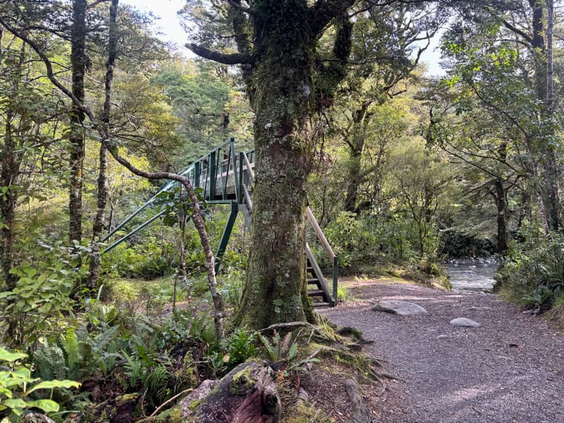 approaching the bridge at the start of the atiwhakatu hike